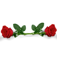 Rose 7